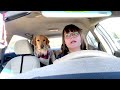 Service Dog in Training Vlog | Engagement & Task Training | Pushing Past Fatigue & No Motivation💪🏼