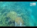 Snorkeling in Pass Island, Coron