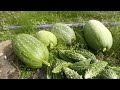 100% organic vegetable harvesteing and vegetable selling in the market