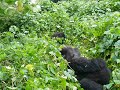 A gorilla beating his chest at me in Rwanda.