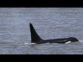 Transient orcas, killer whales on the move at the Strait of Georgia, British Columbia, Vancouver