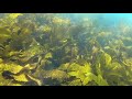 Snorkelling at Shelly beach