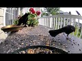 Grackle fledgling: If you can fluff, you can FEED ME