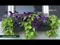 Top 5 Draping Flowers and Plants for Window Boxes 🌸🪴🌷