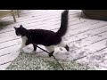 Kitten - Boo's first snow