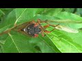 The Sound of  The Cicada