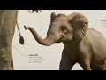 Knowledge Encyclopaedia Animal! The animal kingdom as you’ve never seen it before by @DKinVideo