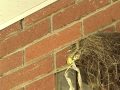 Baby Robins Leave the Nest!!