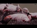 Most Beautiful Bird in 8K HDR 60FPS | Pink Flamingo | Water Sounds
