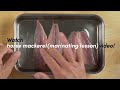 Iwashi (Sardine): How to prep & slice for tasty sushi (2/2)