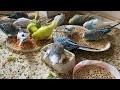 2 Hour 19 Minute  Budgies Sounds, Budgies Feeding Time Relax ASMR HD 1080P 60 FPS