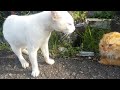 Kucing oyen bertengkar