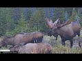 Our Favorite Bull Moose Rut Pits #bullmoose #moose