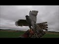 Goshawk taking gull, Dmitry22 Movie 1