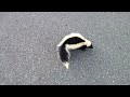 Rabid (?) skunk in suburbia