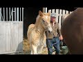 Belgian Draft Horses : horse powered earthing up potatoes