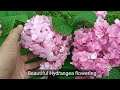How to grow Hydrangea plant | Simple method to Grow Hydrangea plant From Cuttings