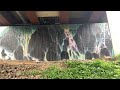 Intriguing Art under a Bridge #art #mural #nature