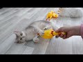 Trending Funny Animals 😹 Cats vs shrilling chickens