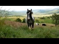 Horses - Sanctuary