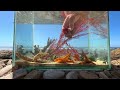 Making A  Tidepool Aquarium With Sea Creatures