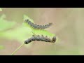 Hundreds of Tent Caterpillars (from 