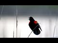 Red-Winged Blackbird Calling