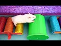 Incredible Journey: Hamster Escape from the Twisting Maze 🐹 Hamster Maze