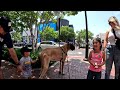 Cash 2.0 Great Dane at Victoria Gardens outdoor shopping mall in Rancho Cucamonga, California 7