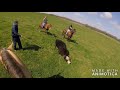 Catching Steers in Viola