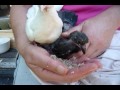 How to hand feed baby pigeons. Orphaned fantail pigeons. Pigeons paons orphelins