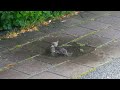 House sparrows bathing in a rain puddle (Finland)