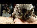 Injured Eastern Screech Owl fighting for life.