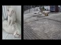 🐈🐱 Best Cats Videos 🐱🤣 Best Funniest Animals Video 2024 #12