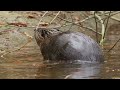 True Facts: The Beaver