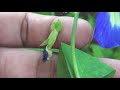 How to Grow & Care for Butterfly Pea Plant [Complete Growing GUIDE]