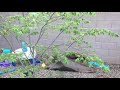 Grow Jamaican Cherry in a Container