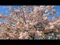 舎人公園の咲き誇るネモフィラと桜 東京 2024 4k japan Amazing nemophila and cherry blossoms in Tokyo