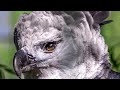 Harpy Eagle facts: big burbs | Animal Fact Files