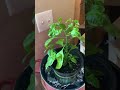New Ghost pepper plant and prepare spicy okra!!!!!!!!