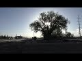 A Backlit Tree in Late Afternoon at the Train Yard in Alamosa, Colorado on a Windy Day