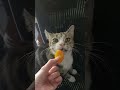 Jojo Tries An Apricot