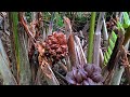 solo camping heavy rain makes a rainy house from start to finish shell hunting