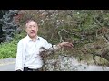 MASSIVE 16 feet wide maple tree styled as a bonsai! Watch what happens!