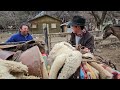 Amansa del Macho Arrieros Cordillera de los Andes Muestran cómo ensillar un Carguero para montarlo