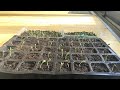 Pot Marigold seedlings turning to face the sun (time lapse) Calendula