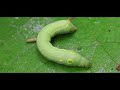 caterpillar feasting on a leaf