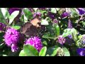 Hillside Nursery Newtownabbey .HD WMV 1080p