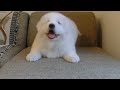 Great Pyrenees Puppy - let's play with me