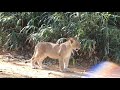 Lion Cubs Playing - At the National Zoo
